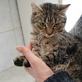 Katze ohne Name, sie war mit Łapek