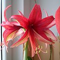 Hippeastrum Bogota