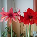 Hippeastrum Bogota i hippeastrum Red Lion