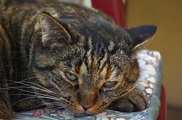 #zwierzaki #zwierzęta #kot