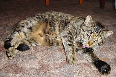 ... ale oso chozi ... #kot #zwierzęta #zwierzaki