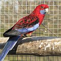 papugi