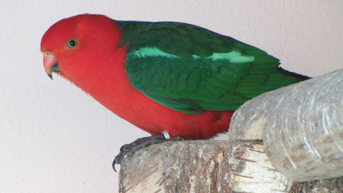papugi