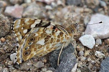 Odpoczynek motyla :) #CytrynekListkowiec #CzerwończykŻaczek #CzyżZwyczajny #górówka #GóryIzerskie #Izera #Izerka #KarlątekKreseczka #kolej #most #motyle #NiedźwiedziówkaGosposia #PerłowiecKrólewicz #RusałkaOsetnik #RusałkaPawik