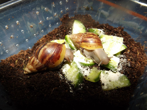 #achatina #fulica #reticulata