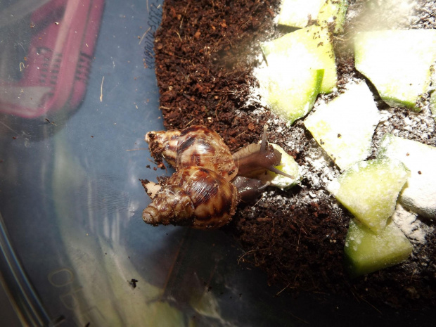 #achatina #fulica #reticulata