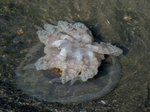 piękna meduza