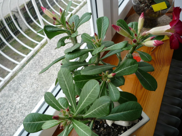 Adenium pąki