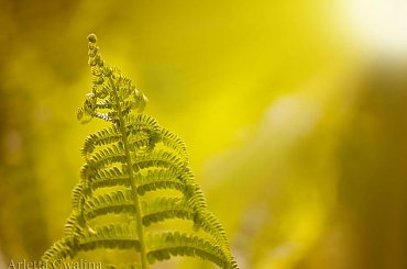 #przyroda #natura #rośliny #kwiaty