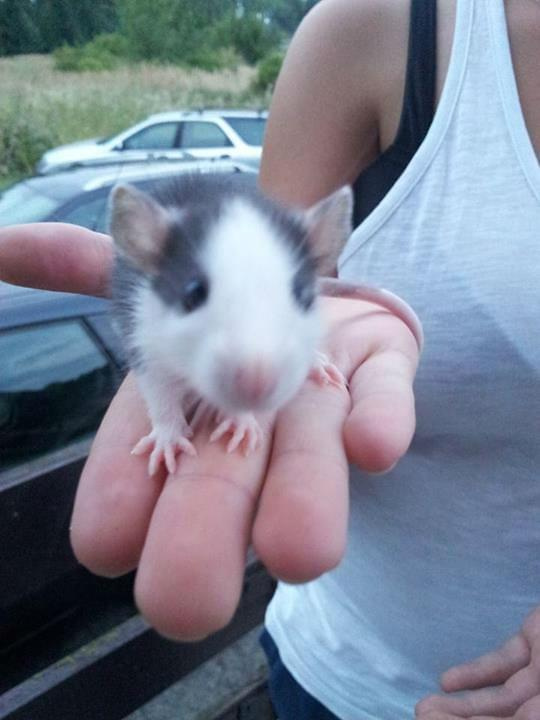 #maluszki #małezwierzątka #szczur #szczurki