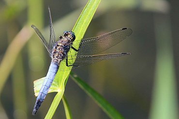 Dla Asi gonzki - miłego dnia:) #ważki #owady #owad