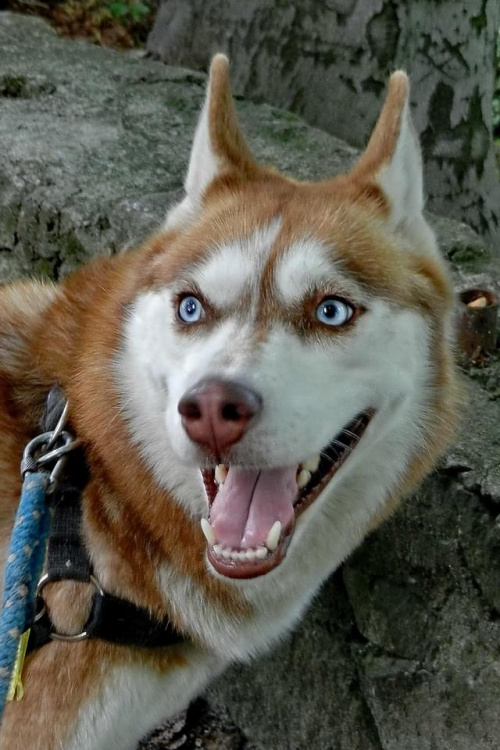 Pogodny portrecik siberian husky #pies #dog