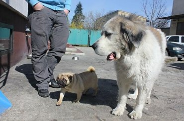 #adopcja #adopcji #buldożki #buldożków #mops #stowarzyszenie