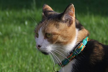 Lu #kot #koty #kwiatki #wiosna