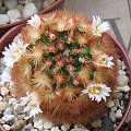 Mammillaria carm