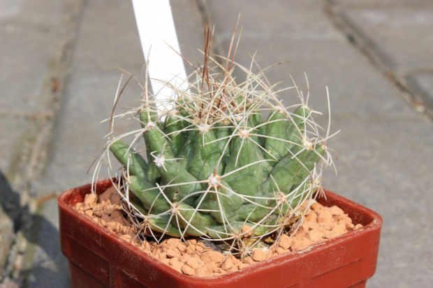 Thelocactus buekii v. matudae Lau 744