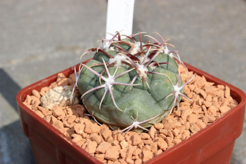 Thelocactus loydii, Salinas