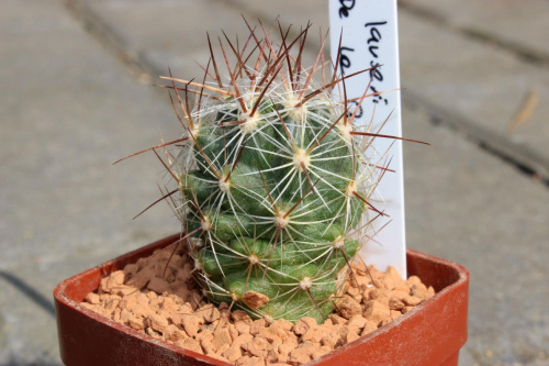 Thelocactus lausseri,