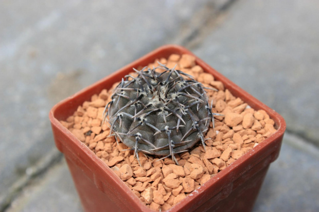 Gymnocalycium stellatum