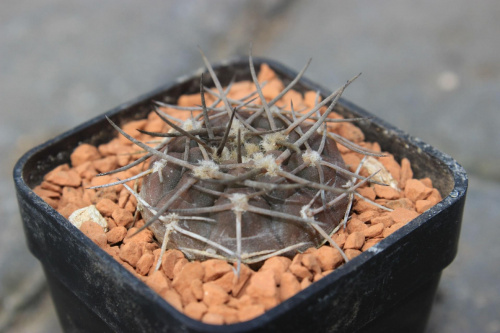 Gymnocalycium riojense v.gusayanense LF 78