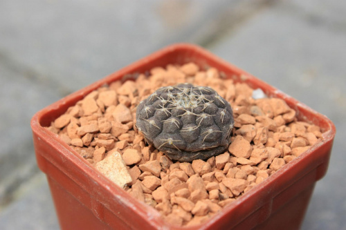 Gymnocalycium ragonesei R 224