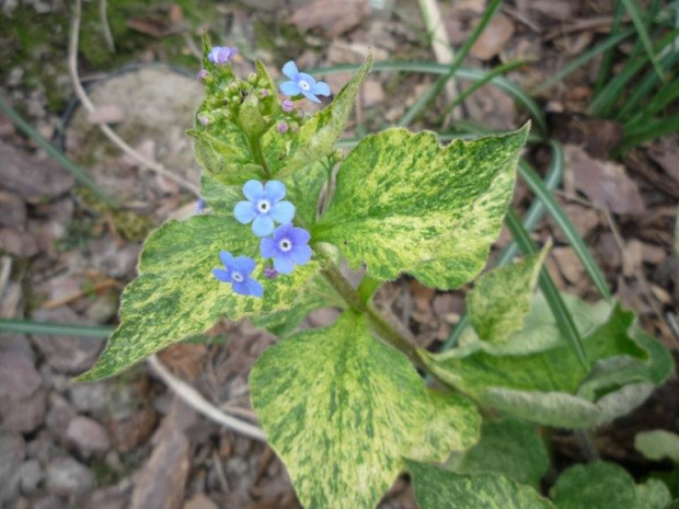 Brunnera Spring Yellow