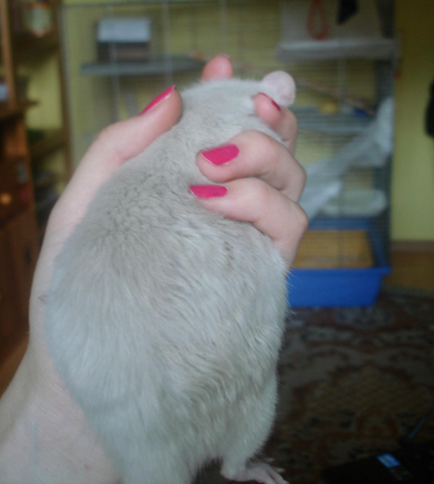 Duża Poppy