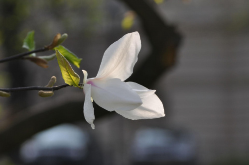 magnolia #kwiaty #magnolia