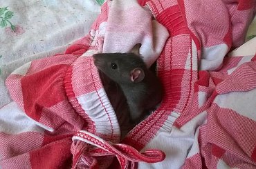 Willy #gryzonie #ogony #szczury