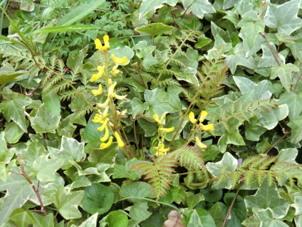 Corydalis cheilanthifolia