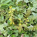 Corydalis cheilanthifolia