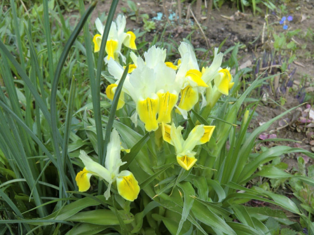 Iris bucharica