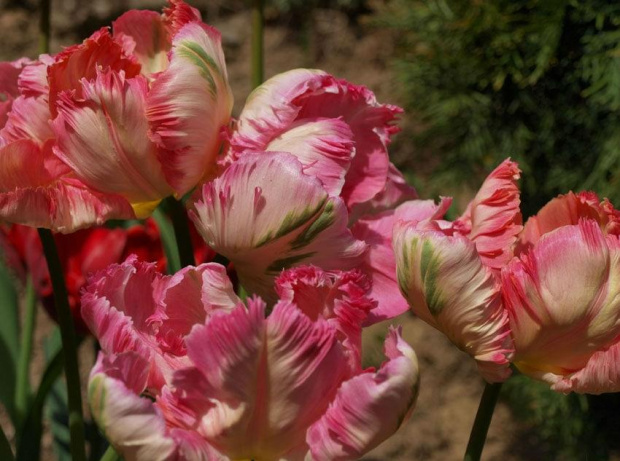 #tulipany #tulipan #TulipanyPapuzie