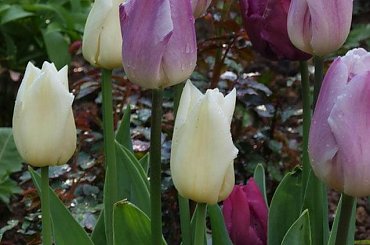 kwiaty 2014 #tulipan #tulipany #TulipanyTriumph