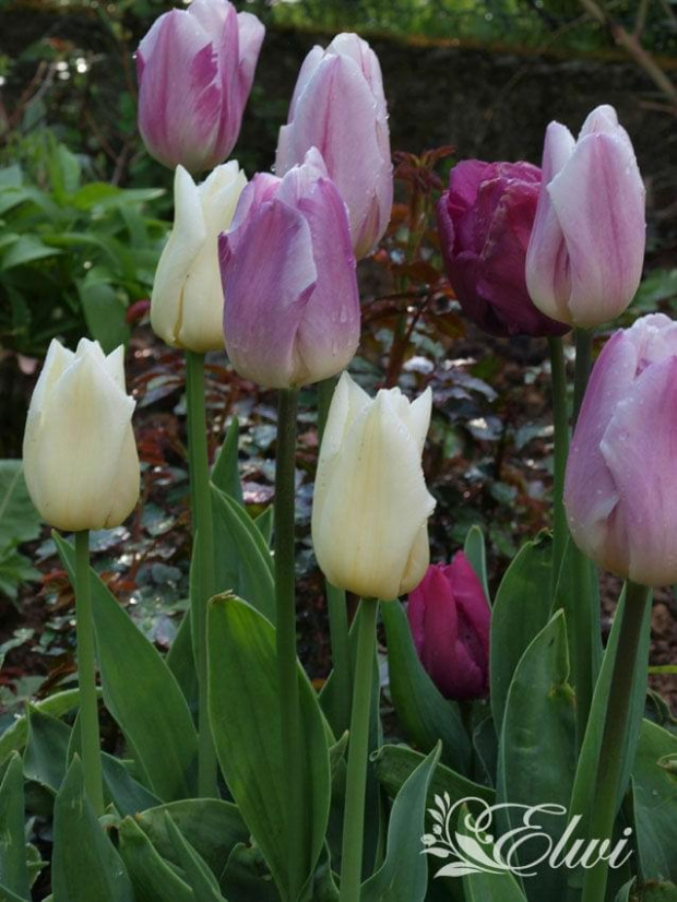 kwiaty 2014 #tulipan #tulipany #TulipanyTriumph