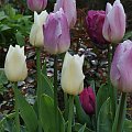 kwiaty 2014 #tulipan #tulipany #TulipanyTriumph