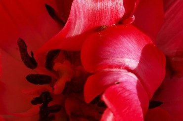 kwiaty 2014 #tulipan #tulipany #TulipanZbliżenie