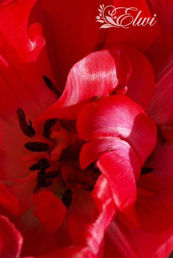 kwiaty 2014 #tulipan #tulipany #TulipanZbliżenie