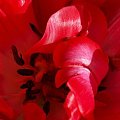 kwiaty 2014 #tulipan #tulipany #TulipanZbliżenie