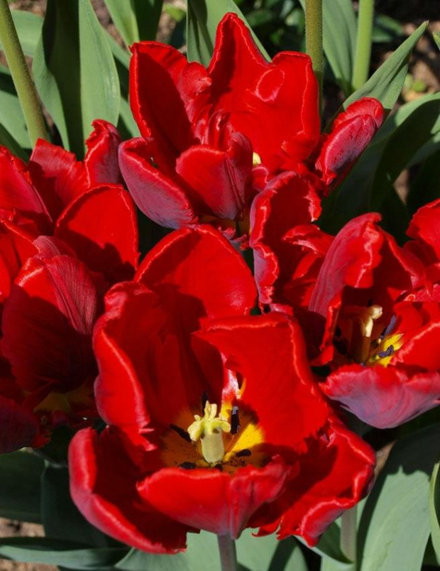 kwiaty 2014 #tulipan #tulipany #TulipanRai #Rai #TulipanyPapuzie