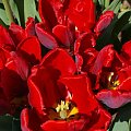 kwiaty 2014 #tulipan #tulipany #TulipanRai #Rai #TulipanyPapuzie