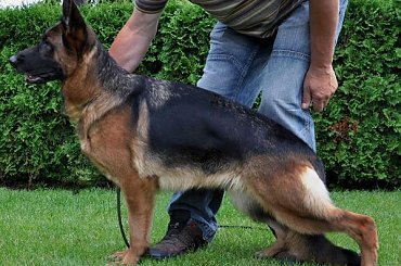 QUEEN v Muhlenblick #champion #hodowla #OwczarekNiemiecki #sprzedam #szczenięta