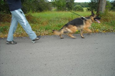 QUEEN v Muhlenblick #champion #hodowla #OwczarekNiemiecki #sprzedam #szczenięta