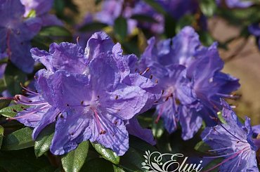 kwiaty maj #różanecznik #rhododendron