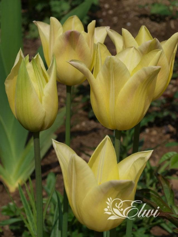 kwiaty maj #tulipan #tulipany #TulipanElegantLady #ElegantLady