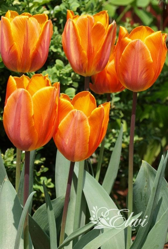 kwiaty maj #tulipany #tulipan
