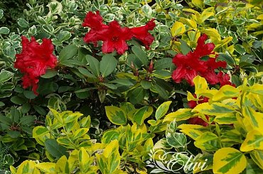 kwiaty maj #trzmielina #różanecznik #rhododendron