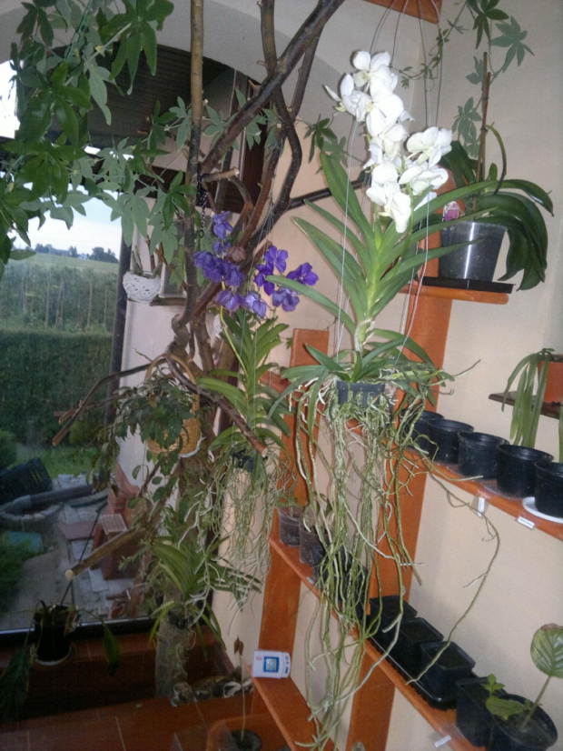 Orchidea Vanda