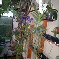 Orchidea Vanda