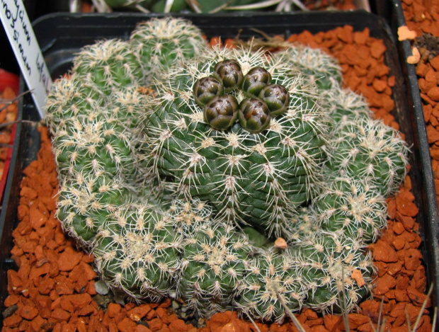 Gymnocalycium lafaldense f. spinossimum